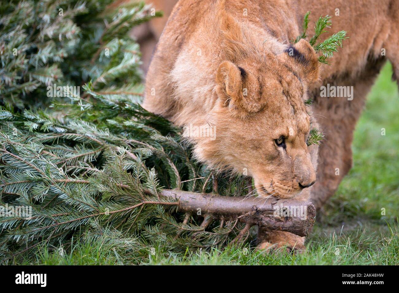 A lion sniffs and nibbles a recycled Christmas tree in the lion enclosure at Noah's Ark Zoo Farm, Wraxall, Somerset, where people are encouraged to donate their old Christmas trees to be used for the zoo animals enrichment and enjoyment. Stock Photo