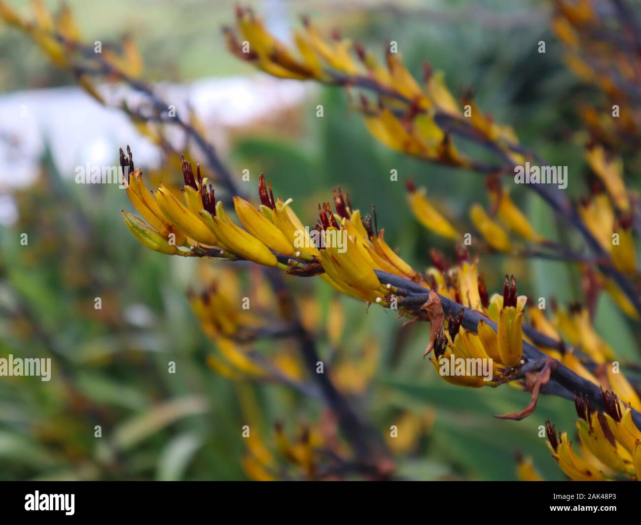 kangaroo paw close up Stock Photo Alamy
