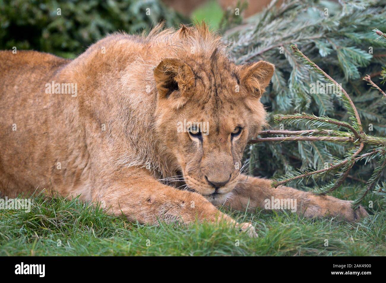 A lion rests by a recycled Christmas tree in the lion enclosure at Noah's Ark Zoo Farm, Wraxall, Somerset, where people are encouraged to donate their old Christmas trees to be used for the zoo animals enrichment and enjoyment. Stock Photo