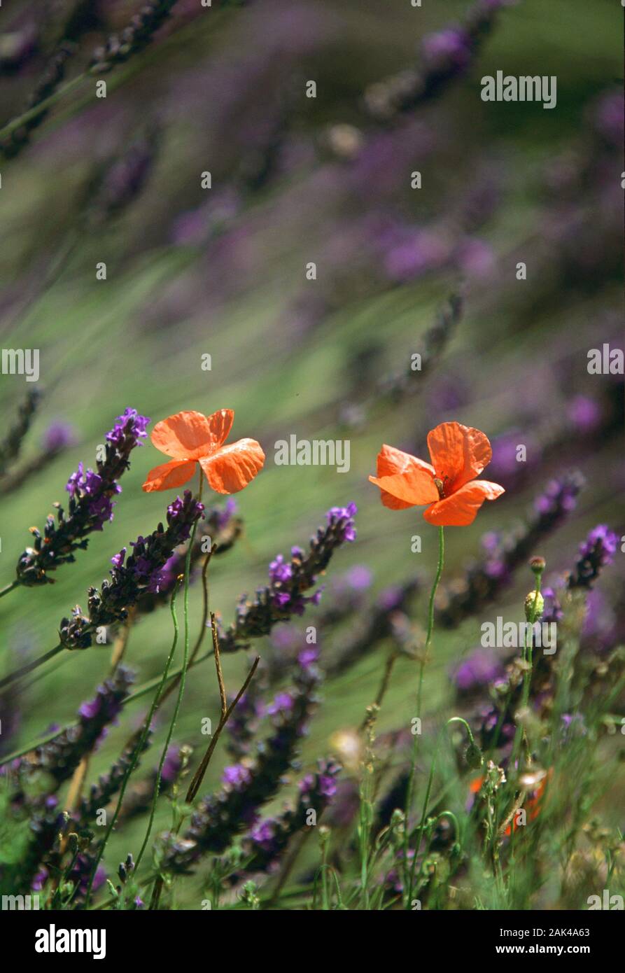 France: Provence - Lavender and Poppies | usage worldwide Stock Photo