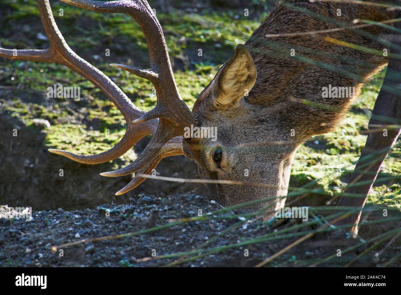 closeup of the head of a male deer Stock Photo