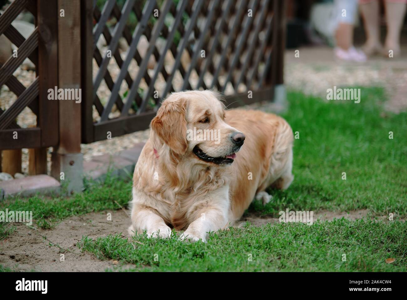 golden retriever dog lies on the grass Stock Photo - Alamy