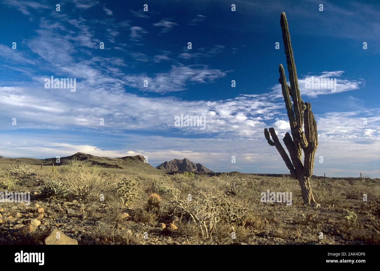 Reserva de la biosfera el vizcaino hi-res stock photography and images ...