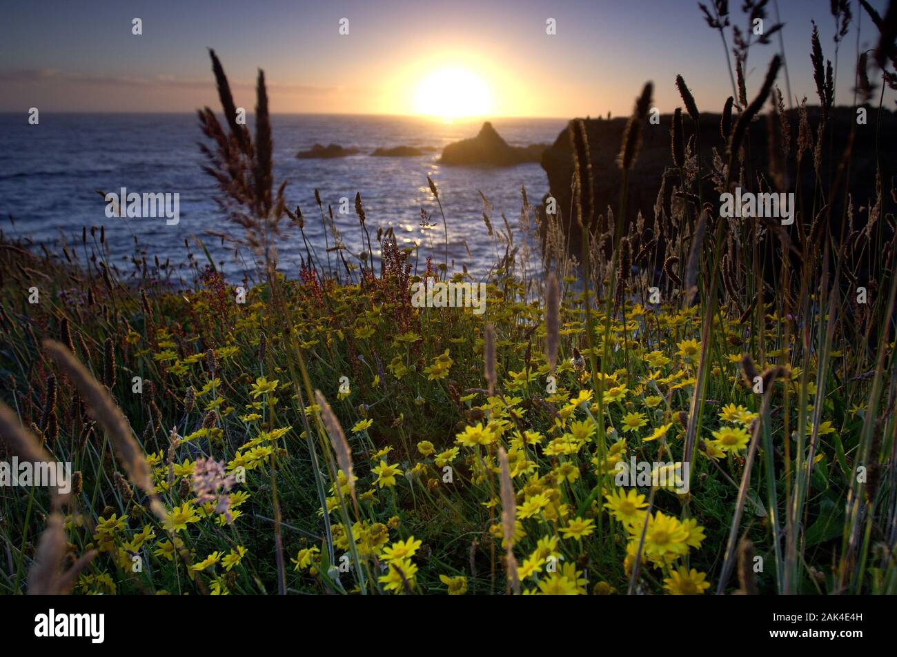 Küstenabschnitt bei Mendocino im Abendlicht, Kalifornien, USA | usage worldwide Stock Photo