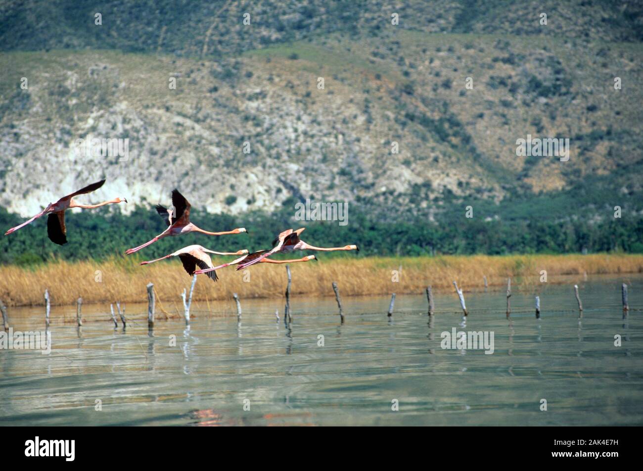 Dominican Republic: flamingos flying over the Lago Enriquillo | usage worldwide Stock Photo