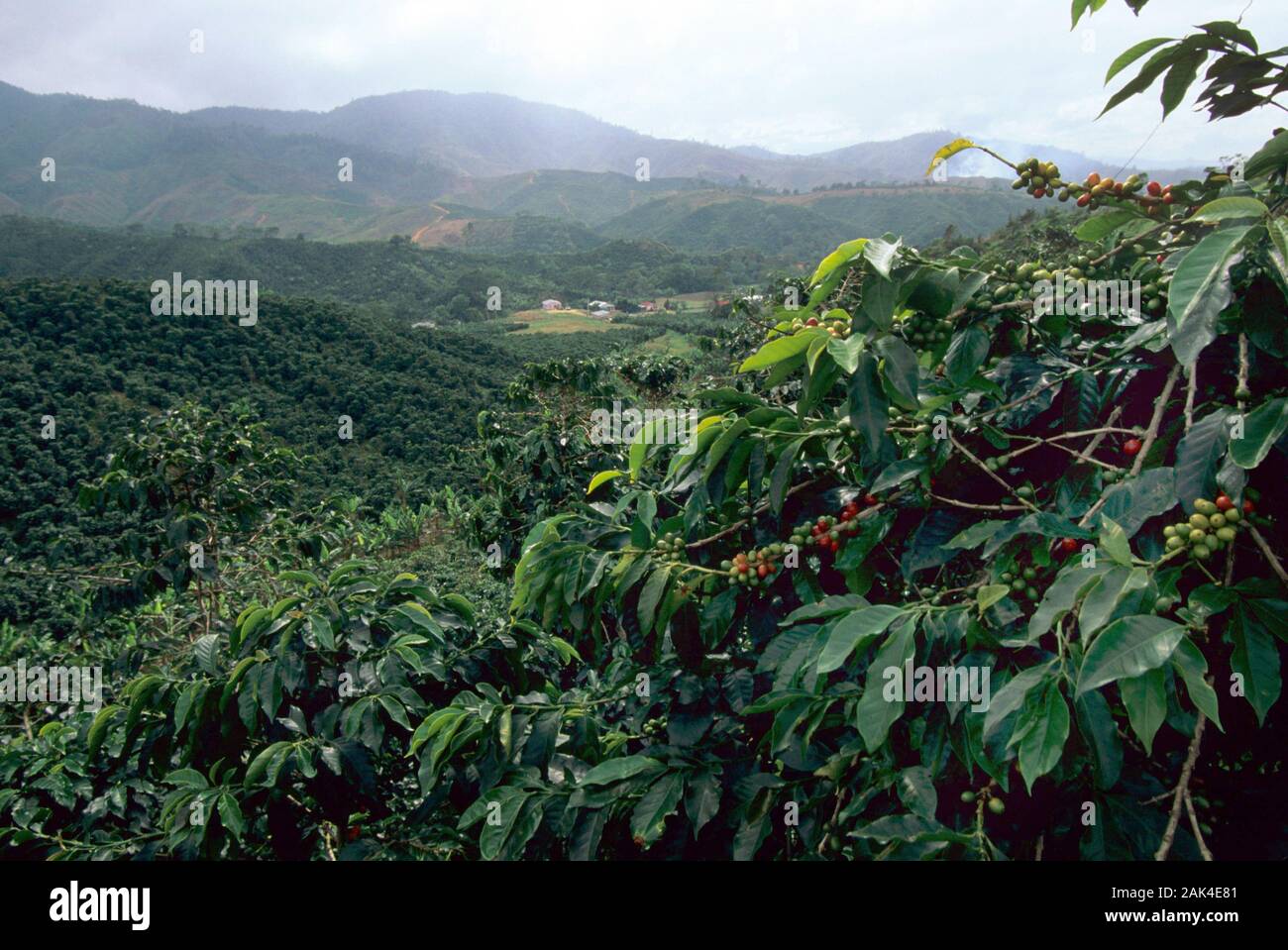 Dominican Republic Overlooking a Coffee Plantation near Constanza