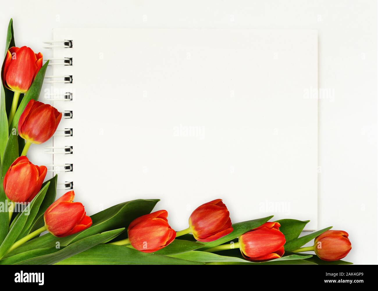 Red tulip flowers and a notepad on white background. Flat lay. Top view ...