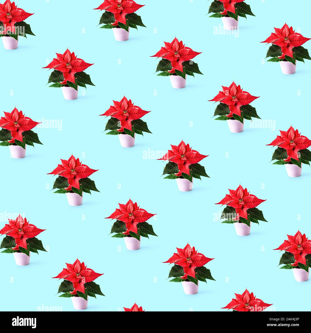 christmas potted flowers