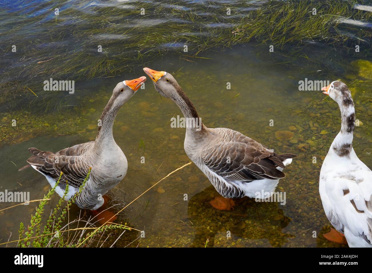 A gaggle of geese heading to the pond Stock Photo Alamy