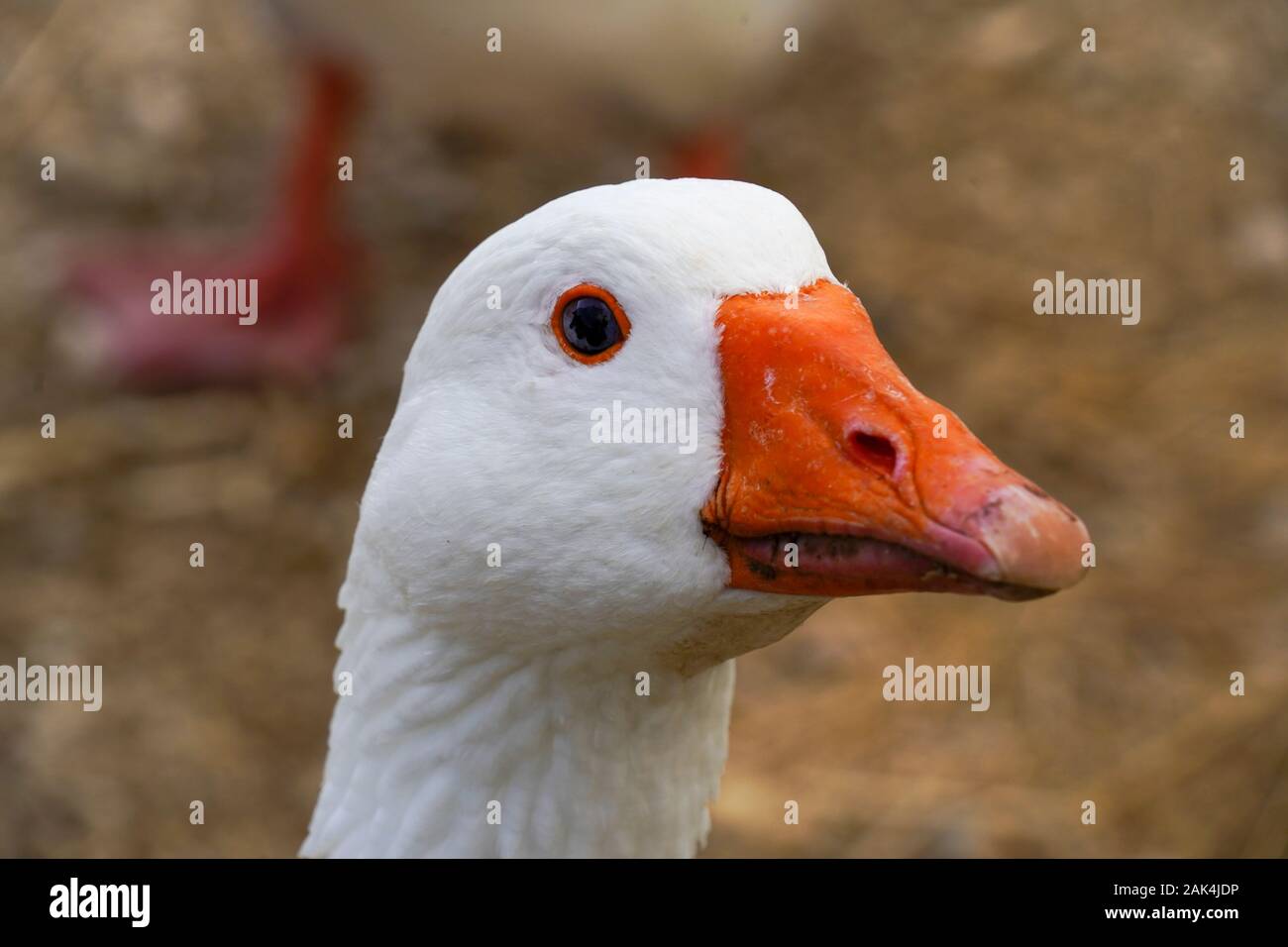 closeup portrait of a goose heading to the pond Stock Photo