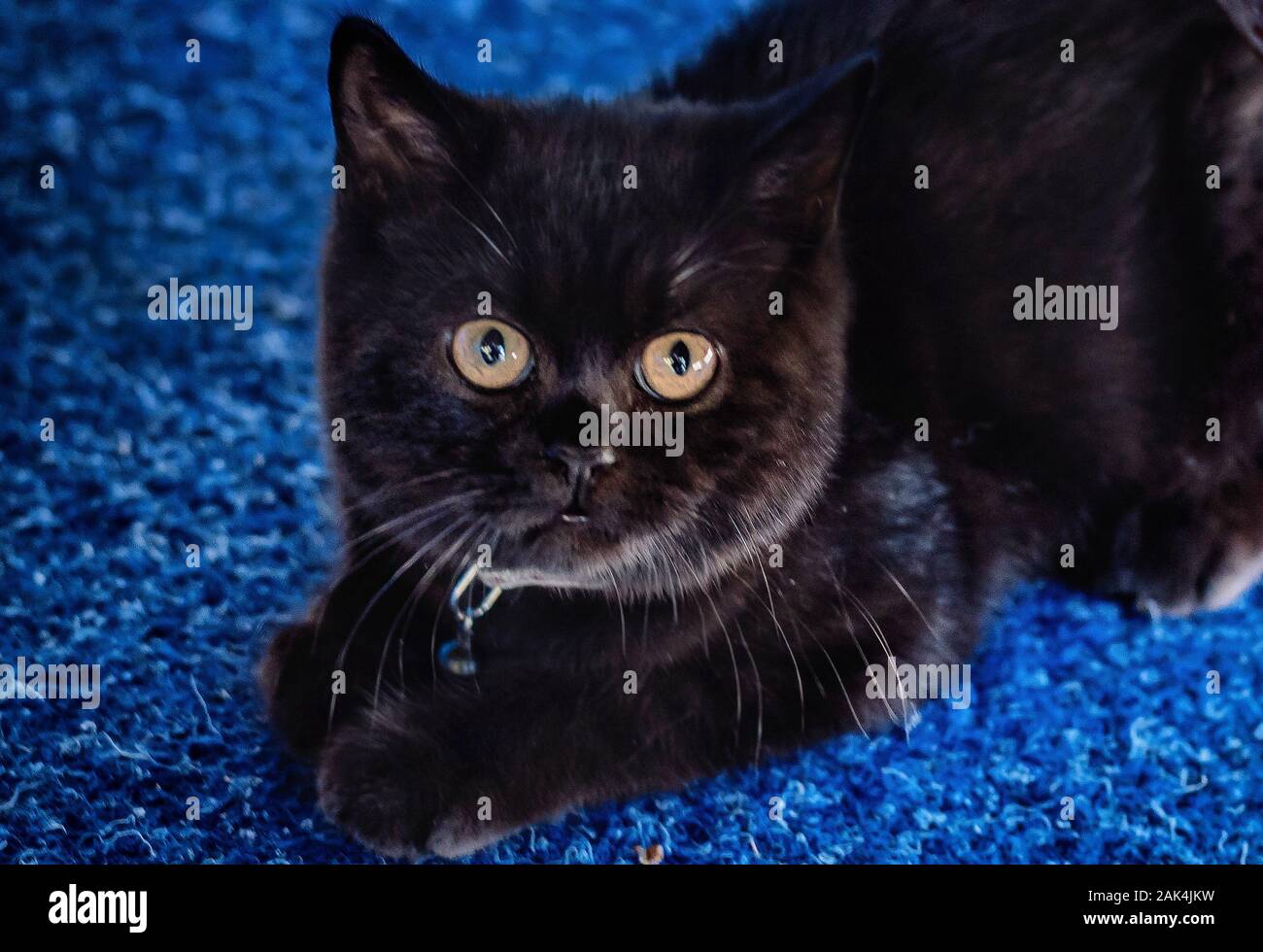 Young Black British Short Hair Cat Breed Stock Photo 338777933