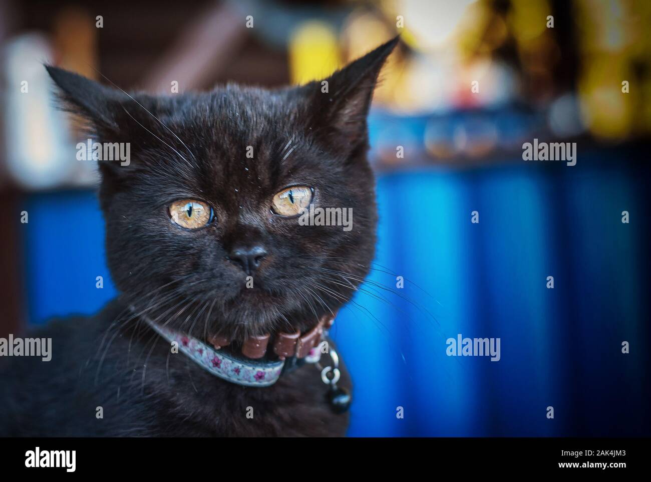 Young Black British Short Hair Cat Breed Stock Photo 338777939