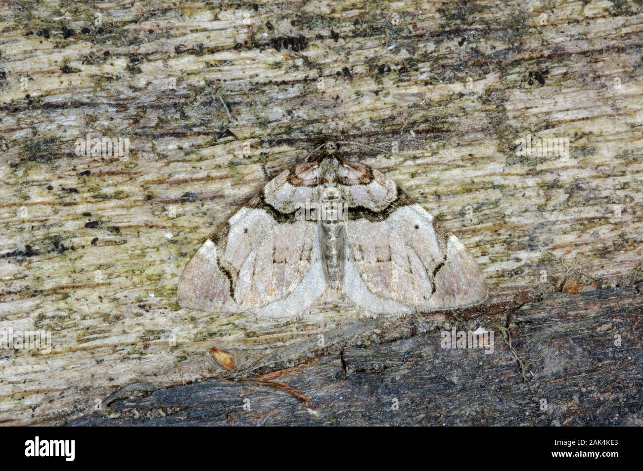 The Streamer Anticlea derivata Wingspan 30-35mm. A distinctive and well-marked moth that rests with its wings spread flat. Adult has pale pinkish-grey Stock Photo