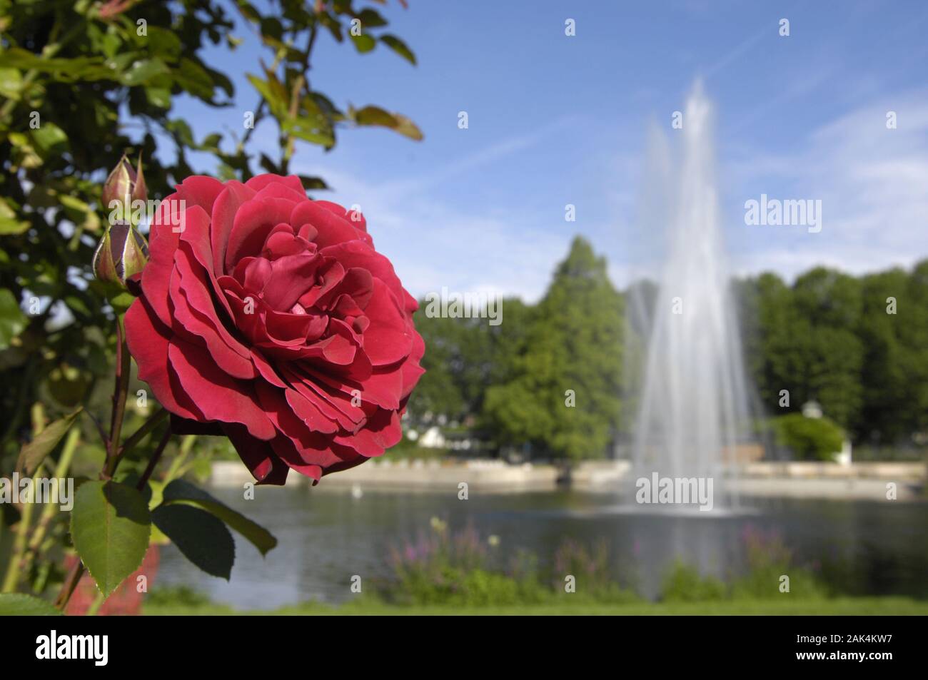 Rosengarten in Zweibrücken: rote Rose und Springbrunnen, Pfalz, Deutschland | usage worldwide Stock Photo