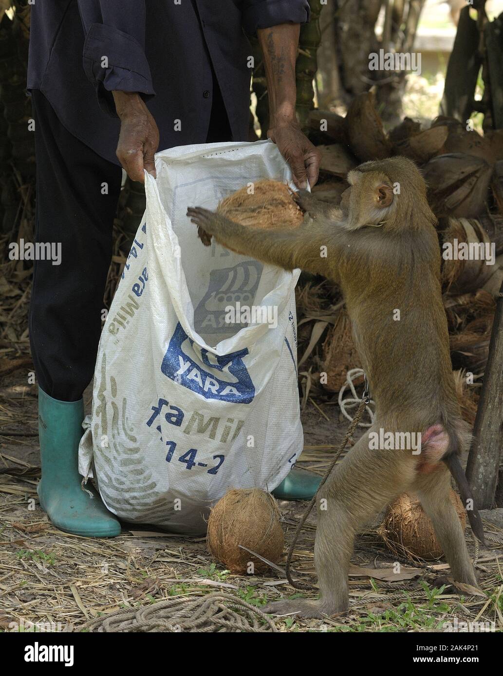 'Monkey Training Center' bei Surat Thani: Affen lernen bei Somphon Saekhow das Ernten von Kokosnüssen, Thailand | usage worldwide Stock Photo