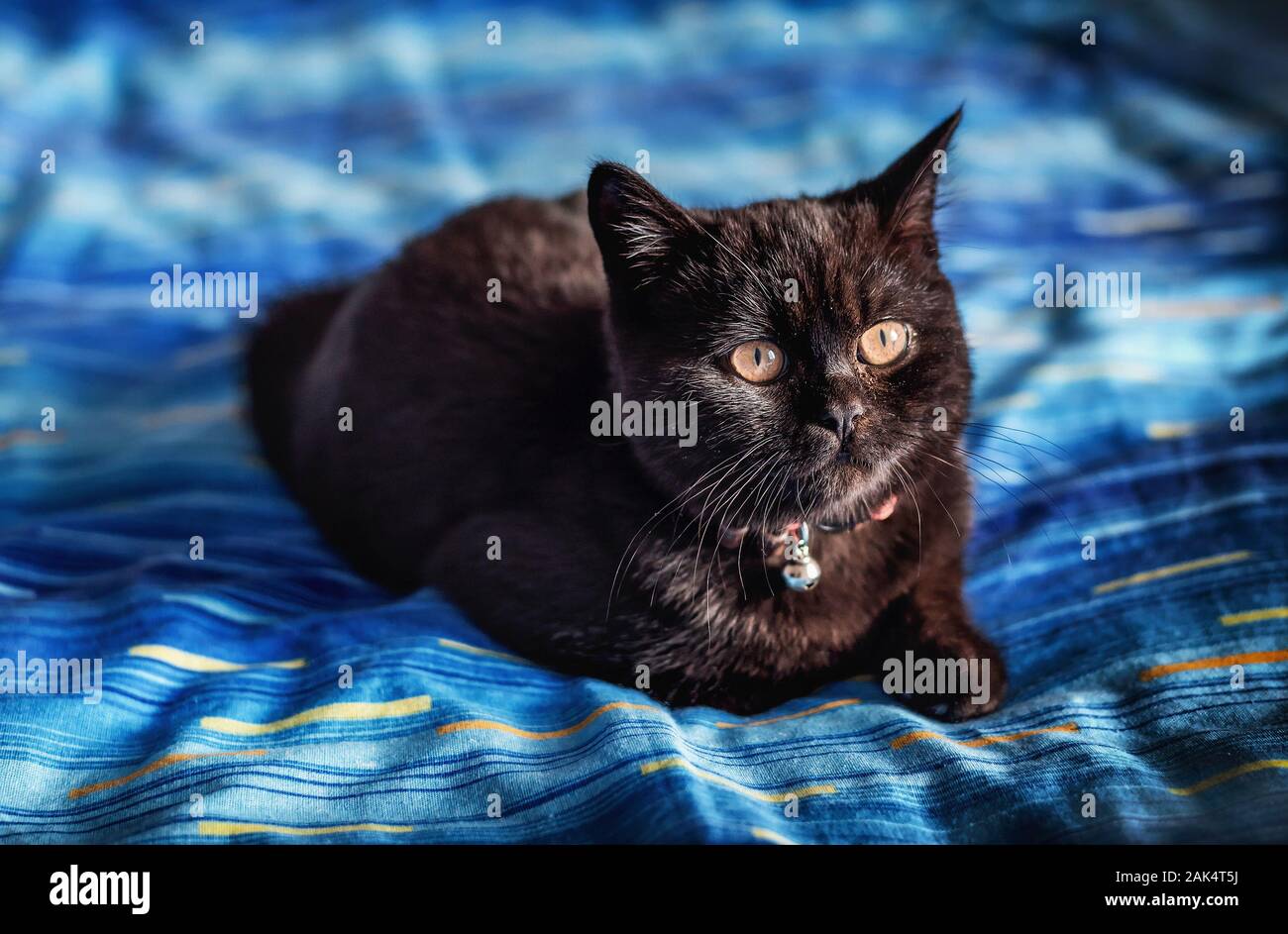 Young Black British Short Hair Cat Breed Stock Photo 338782238