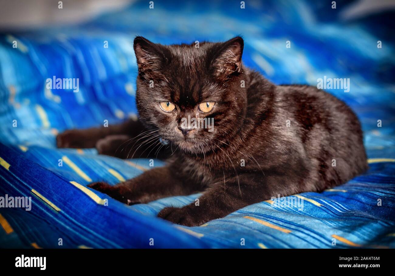 Young Black British Short Hair Cat Breed Stock Photo 338782268