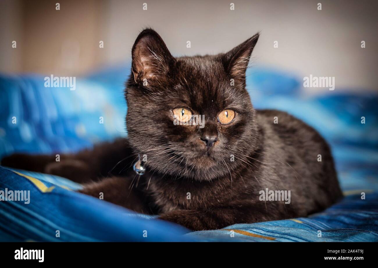 Young Black British Short Hair Cat Breed Stock Photo 338782350