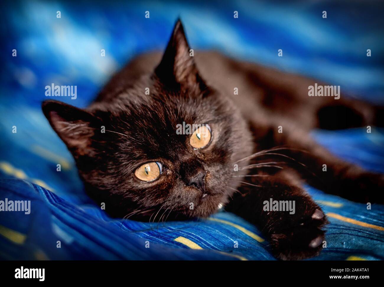 Young Black British Short Hair Cat Breed Stock Photo 338782361