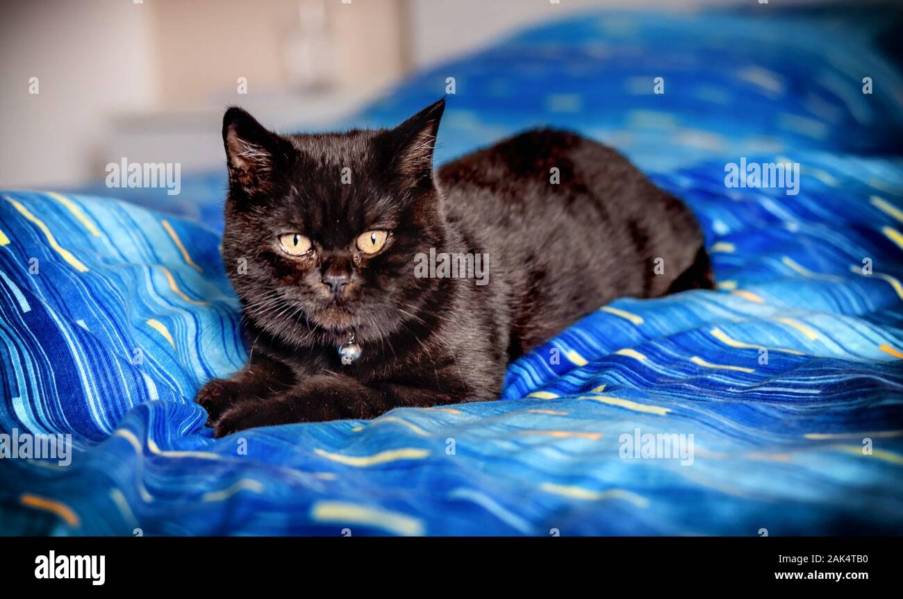 Young Black British short hair cat breed Stock Photo Alamy