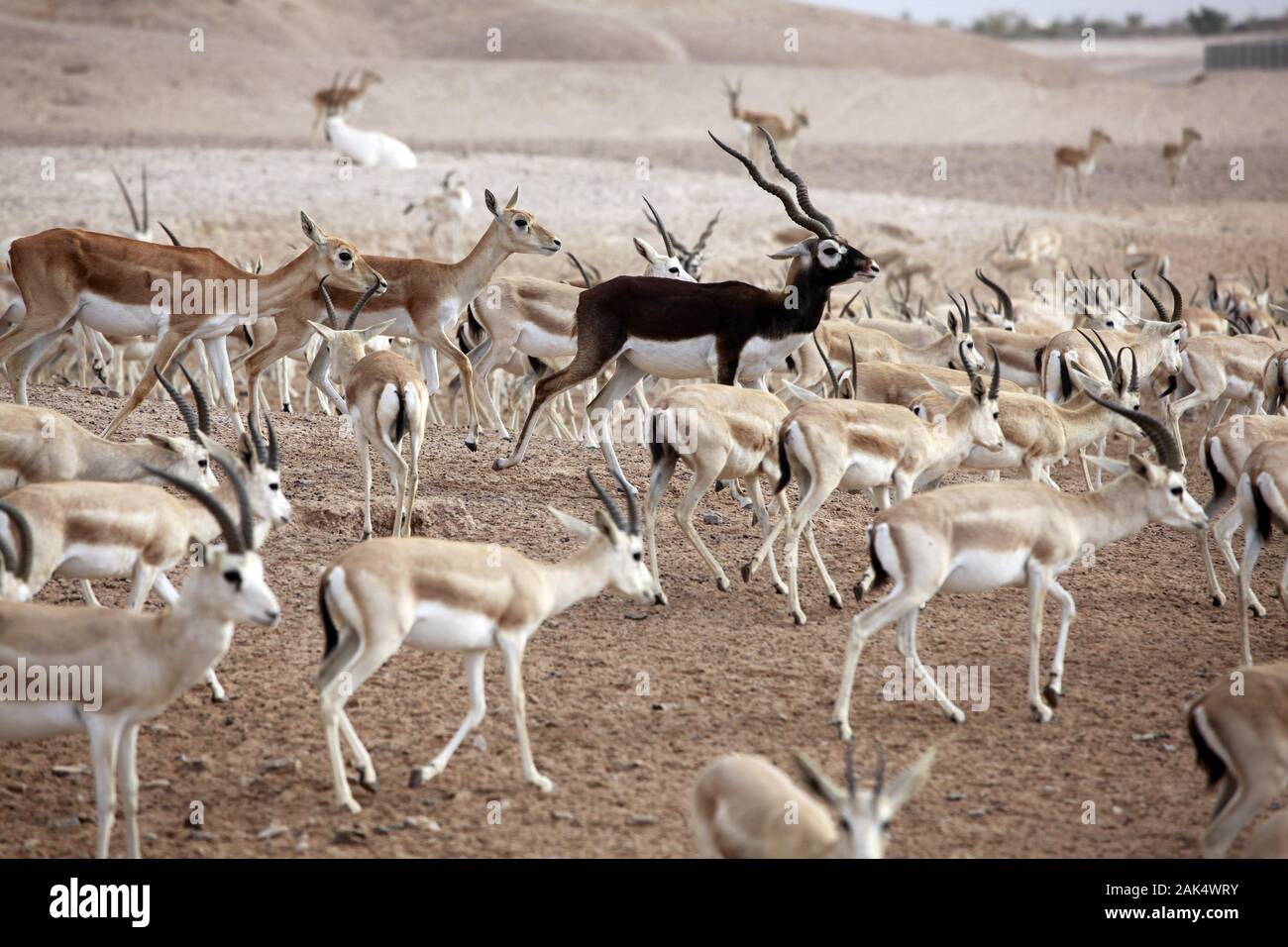 Abu Dhabi Safari auf Sir Bani Yas Island, Wildbeobachtung (Antilopen und Gazellen) aus dem Jeep Abu Dhabi Safari auf Sir Bani Yas Island, Wildbeobachtung (Antilopen und Gazellen) aus dem Jeep