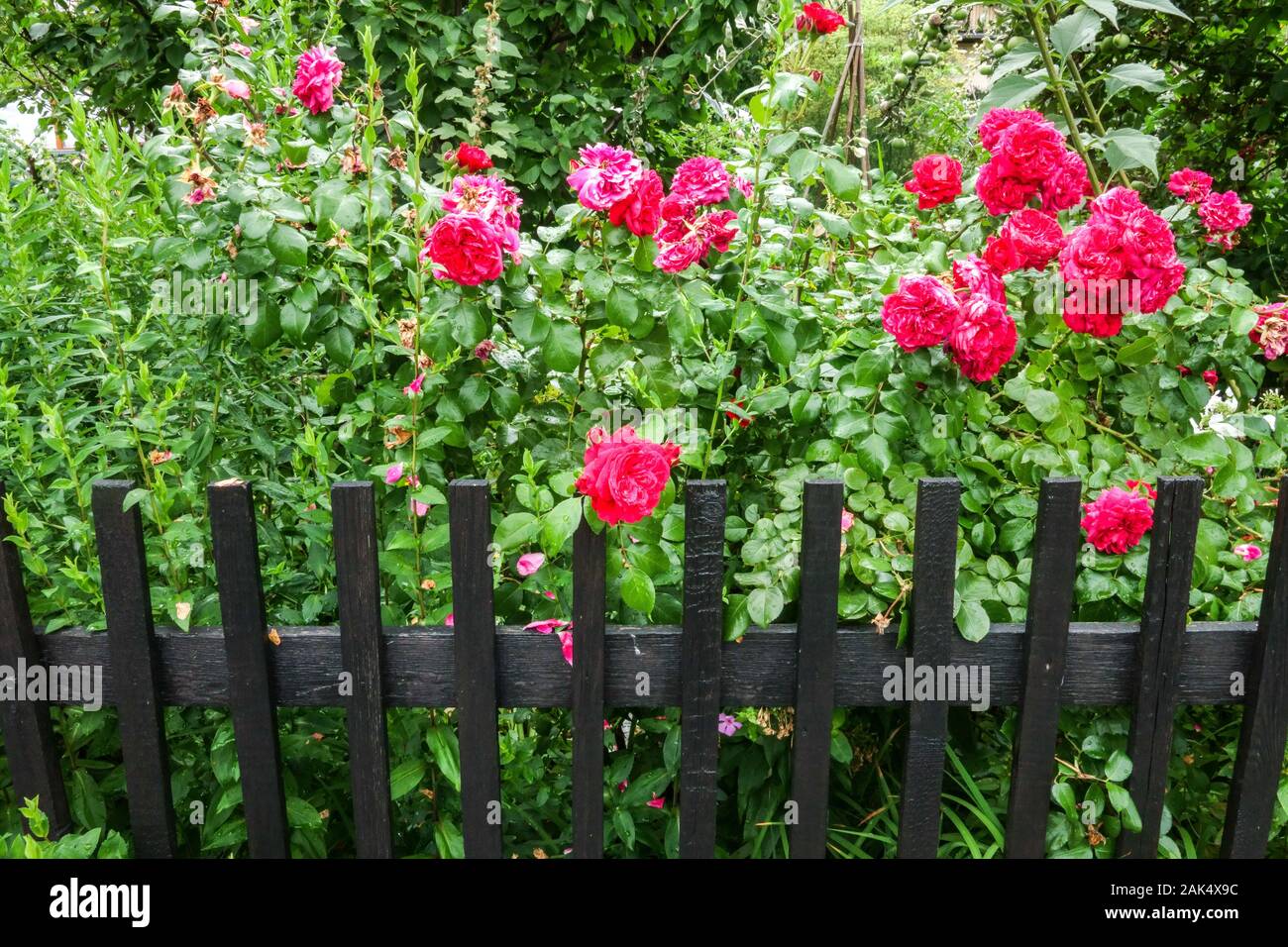 Garden fence red roses Stock Photo