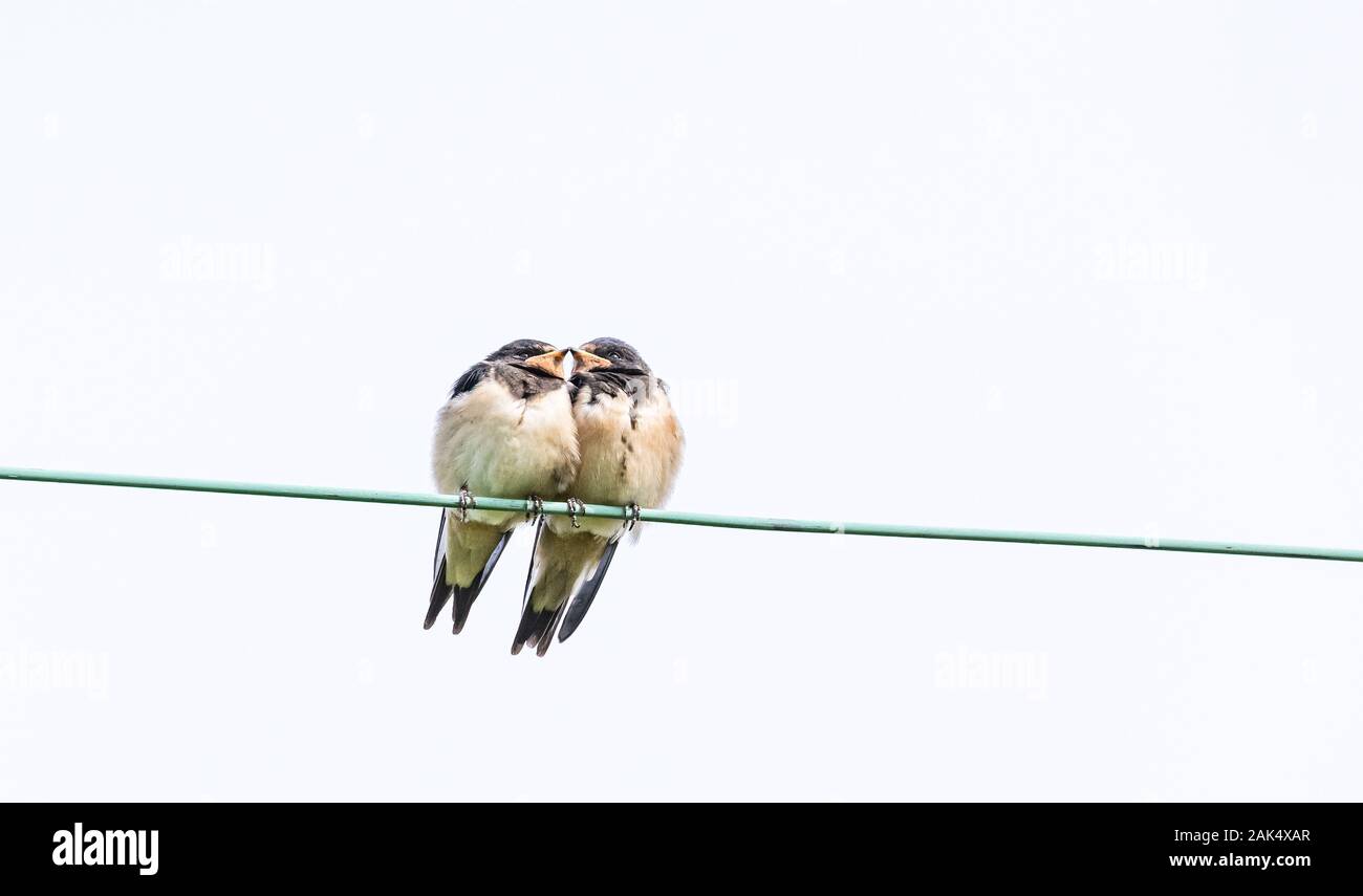 A pair of swallows (UK) perched on a wire Stock Photo