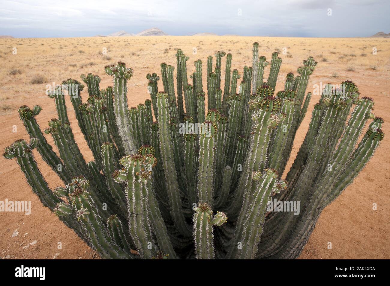 Solitaire: Riesiger Kaktus an der C14, Namibia | usage worldwide Stock  Photo - Alamy