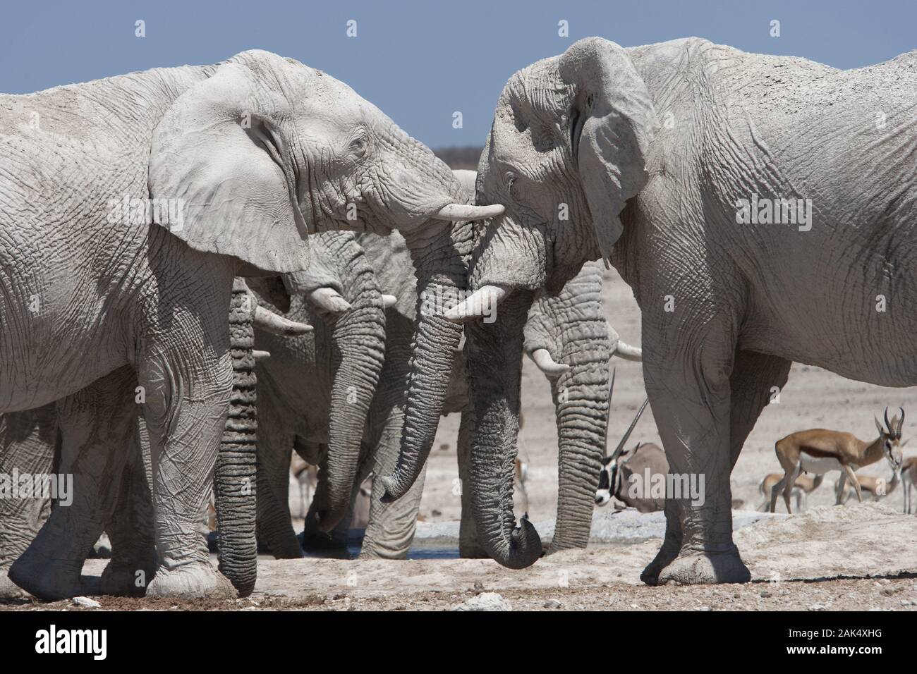 Elefanten am Wasserloch Nebrowni im Etosha Nationalpark, Namibia | usage worldwide Stock Photo