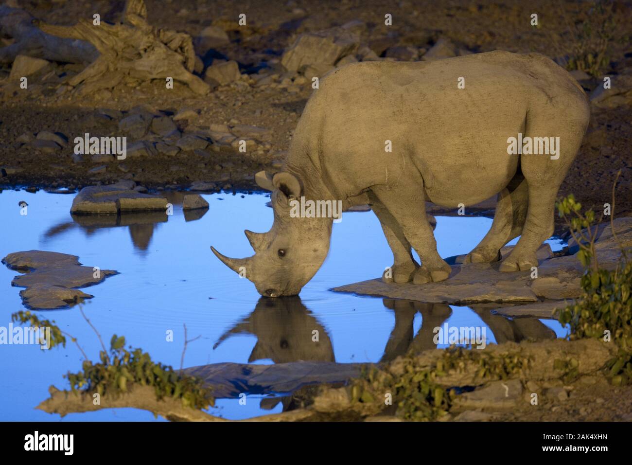 Wasserloch des Camps Halali im Etosha Nationalpark: Abendstimmung an einer künstlich beleuchteten Wasserstelle mit Nashorn, Namibia | usage worldwide Stock Photo