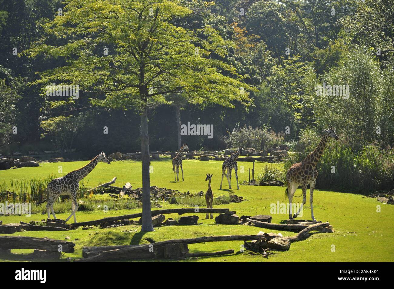 Zoo leipzig hi-res stock photography and images - Page 2 - Alamy