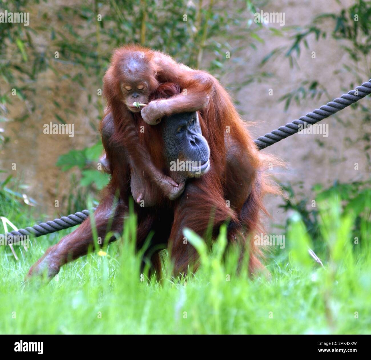 zoologischer-garten-am-rosental-orang-utan-weibchen-mit-nachwuchs-im