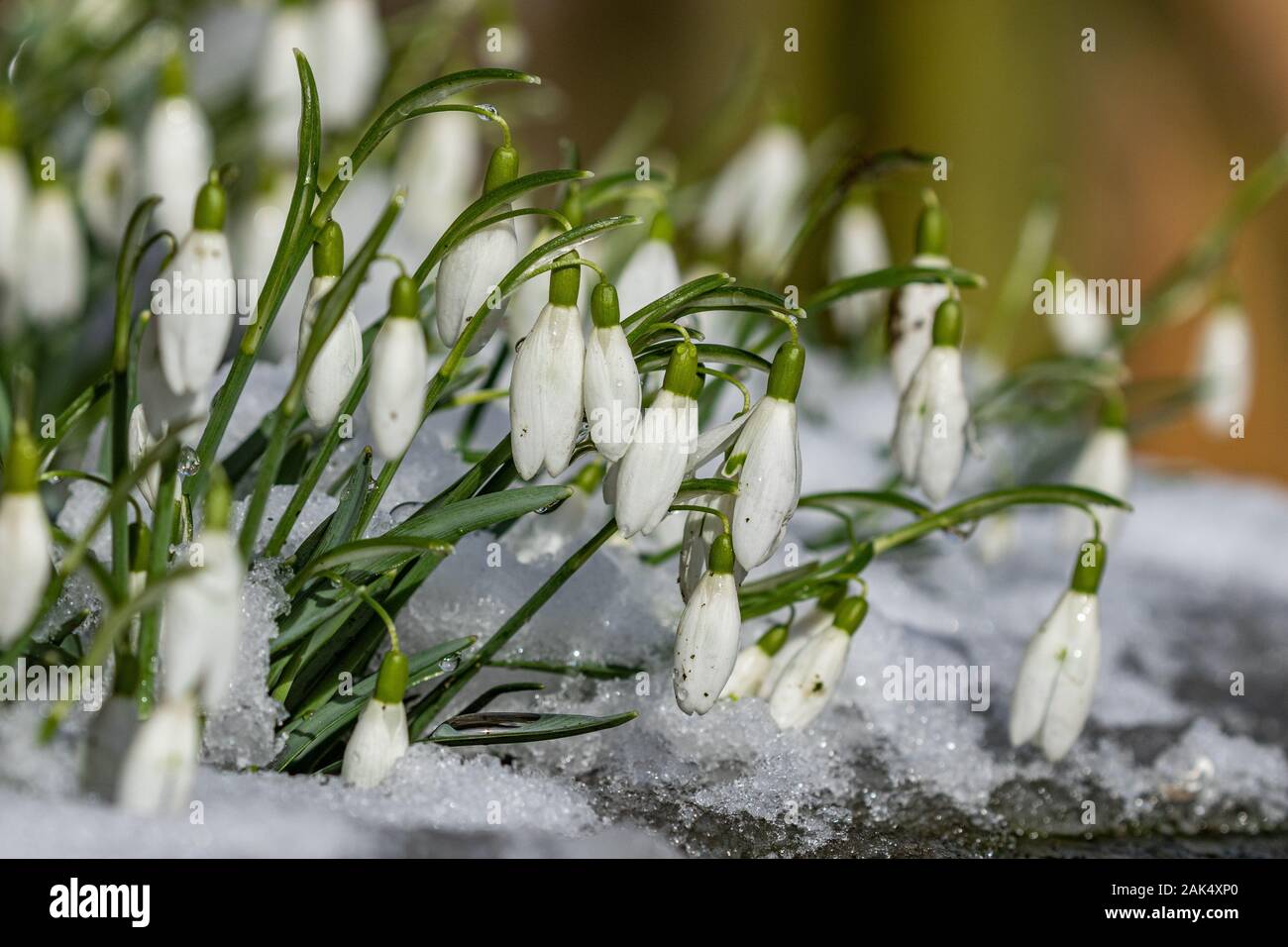 Snowdrops in winter (UK). Stock Photo