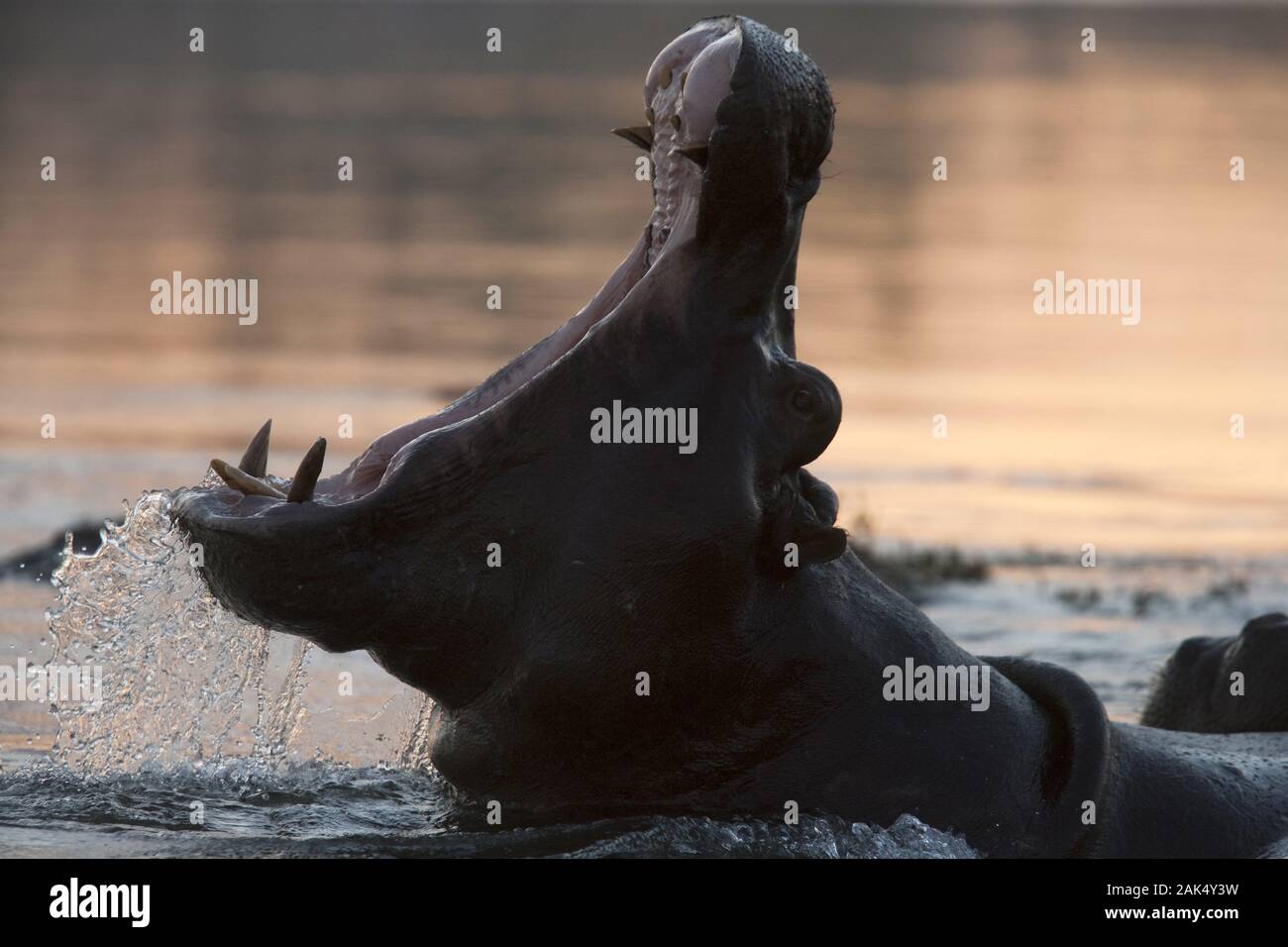 Bwabwata-Nationalpark: Flusspferd im Fluss Okavango, Namibia | usage worldwide Stock Photo