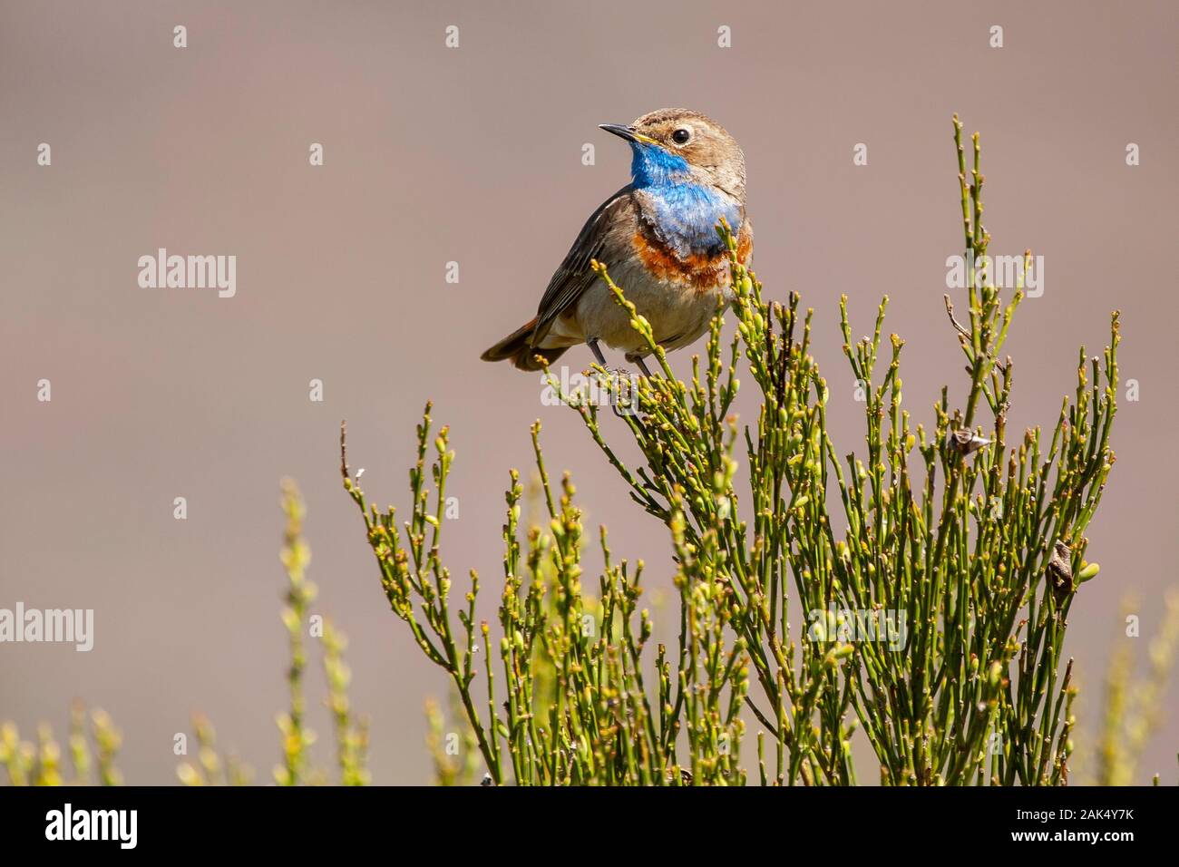 White-spotted bluethroat (Luscinia svecica cyanecula) singing in the Cantabrian mountain range. Leon, Spain. Stock Photo
