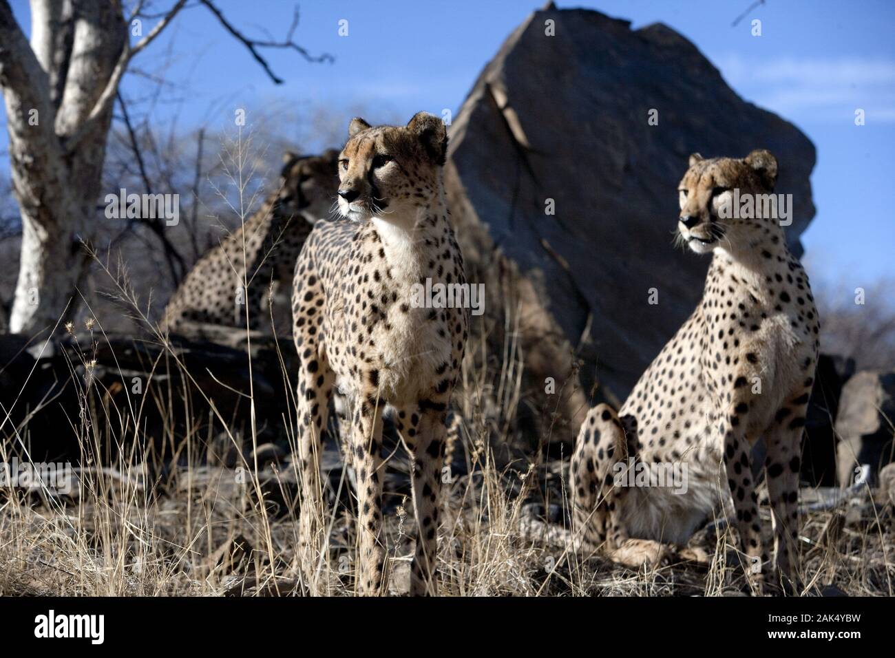 Geparden im Etosha Nationalpark, Namibia | usage worldwide Stock Photo