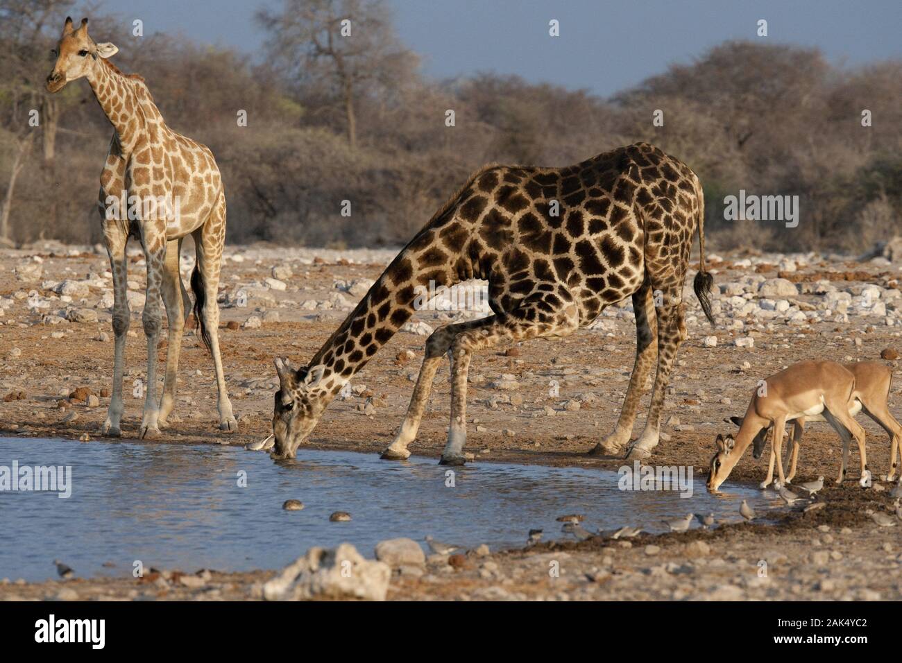 Giraffen am Wasserloch Klein Namutoni im Etosha Nationalpark, Namibia | usage worldwide Stock Photo