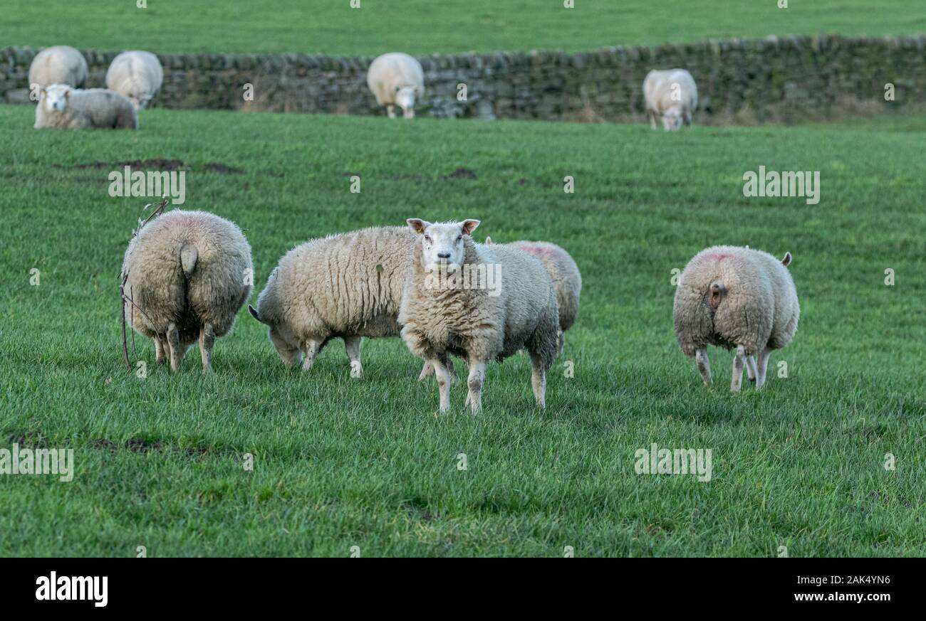 Sheep in a walled field in Yorkshire, England. Stock Photo