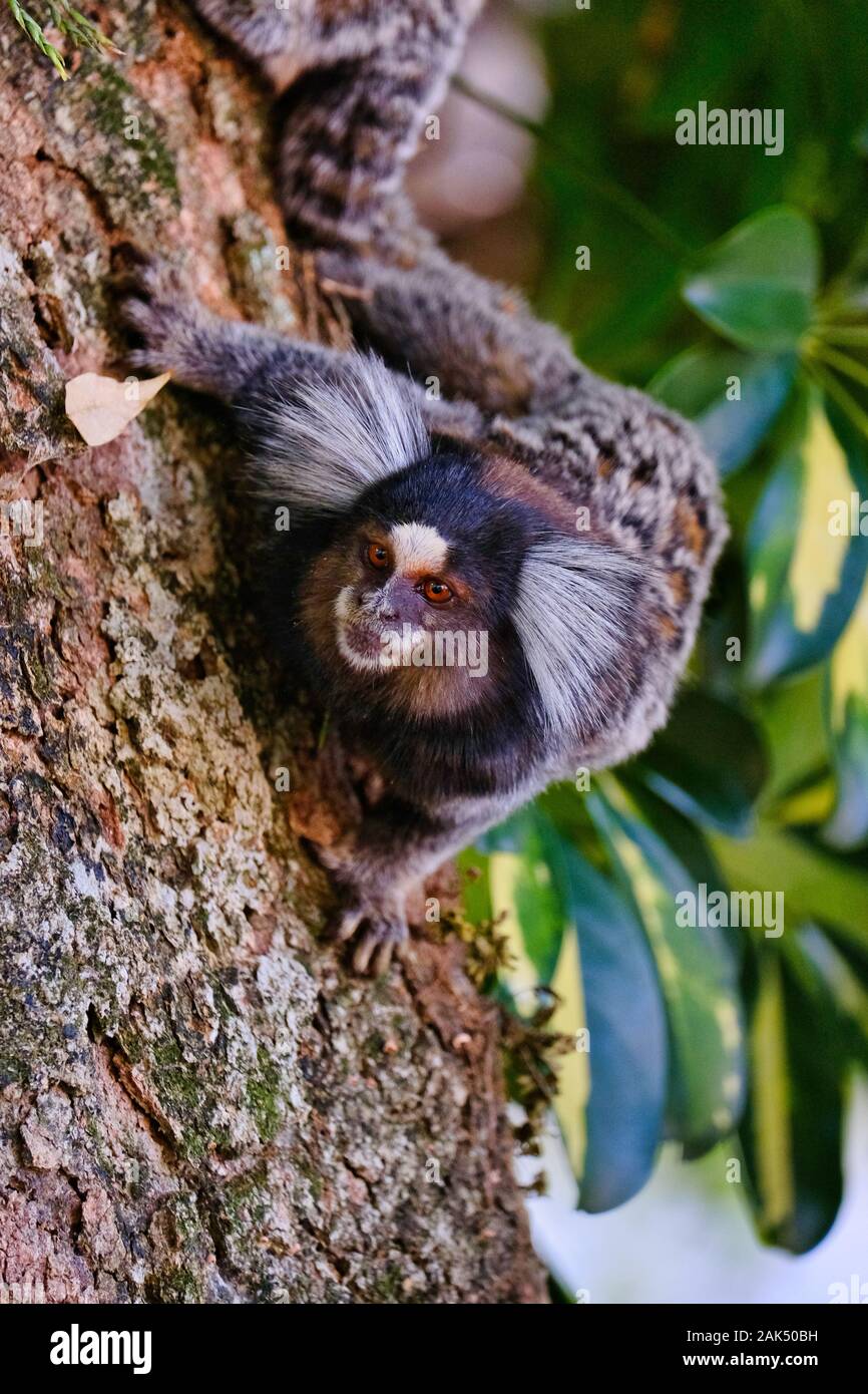 Common white-tufted-ear Marmosets (small monkeys) on tree brach in the rainforest, in São Paulo  Stock Photo