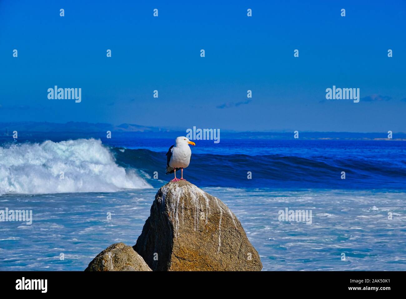 Seagull Posing on Rock Stock Photo