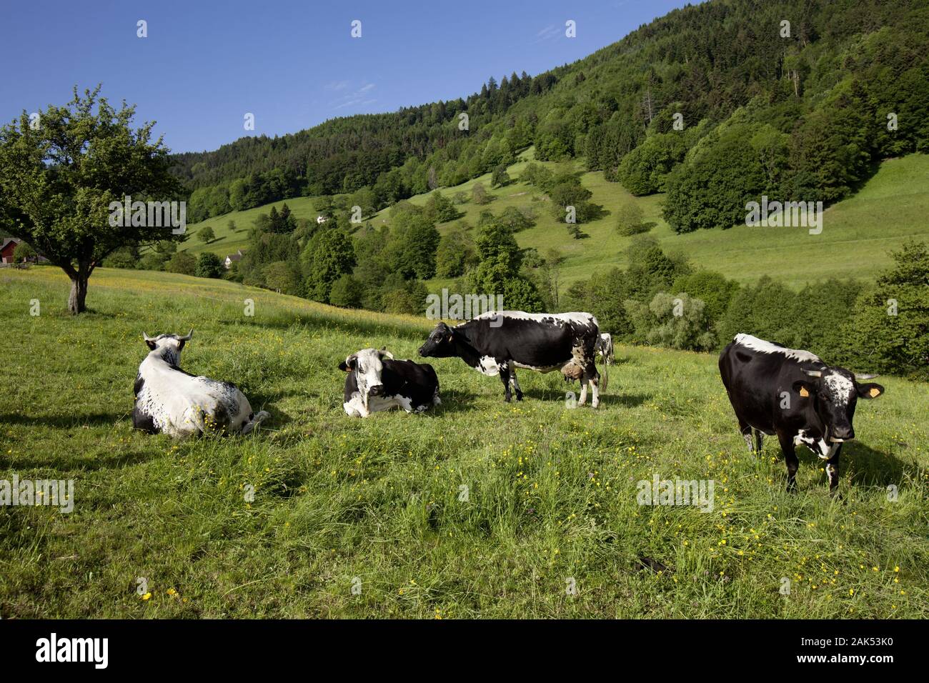 Weidende Kuehe bei Oberbreitenbach, Elsass    *** Local Caption *** Auswahl Dina Stahn für Baedeker "Elsass" | usage worldwide Stock Photo