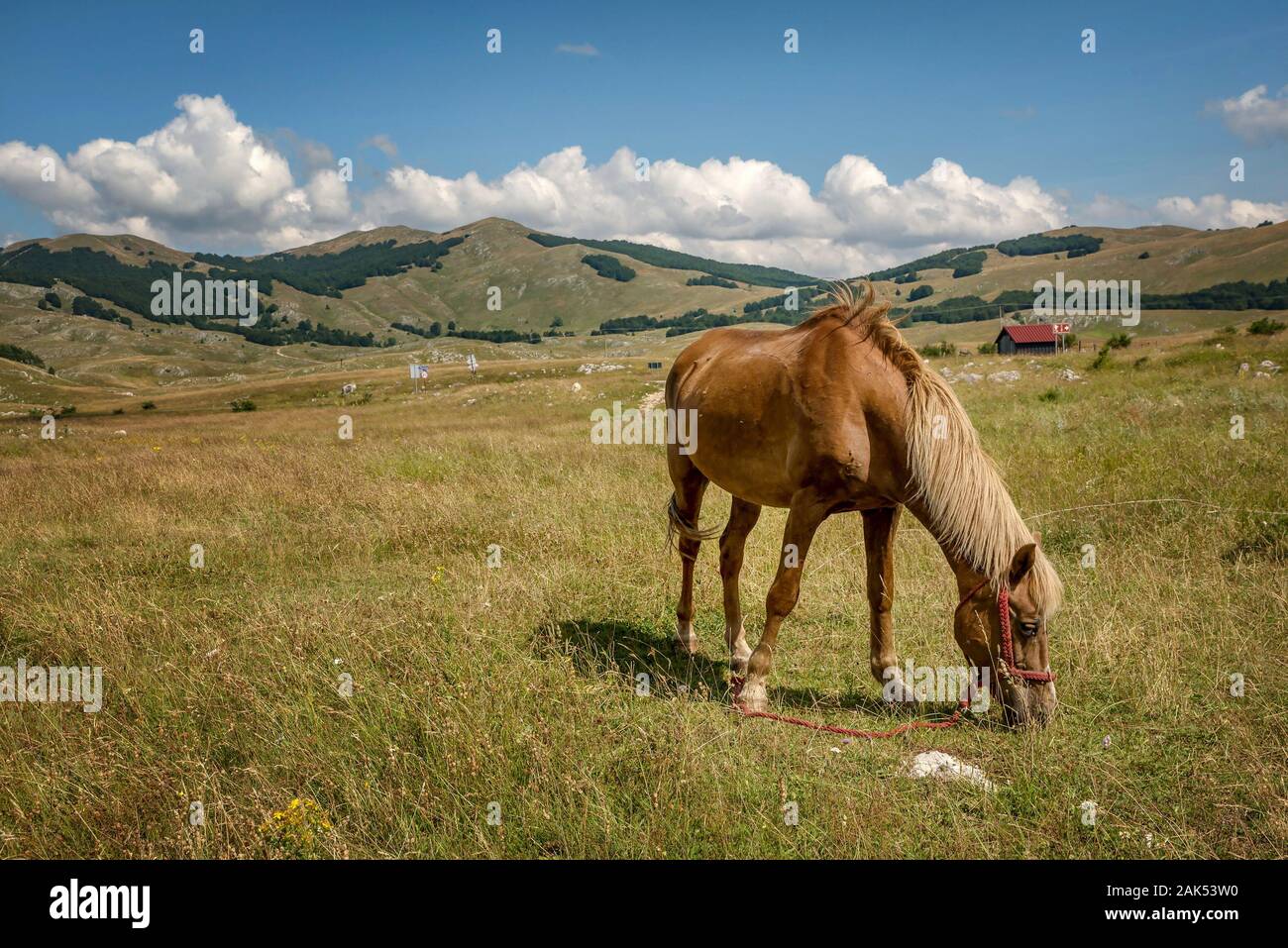 Beautiful horse at National Park Durmitor, Montenegro Stock Photo