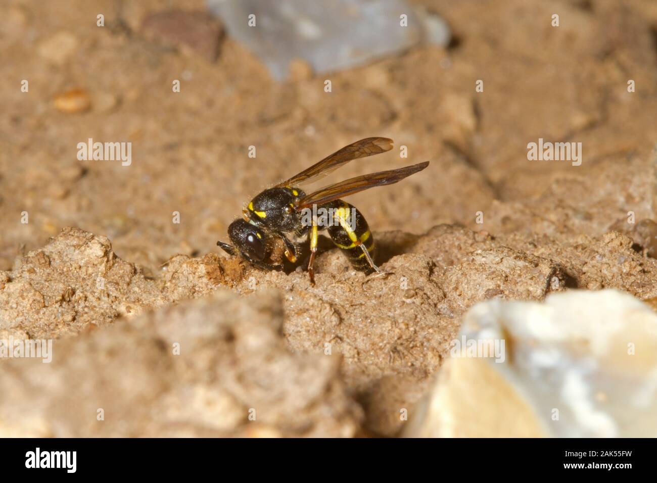 European Potter or Tube Wasp - Anistrocerus gazella. Female sealing nest entrance with mud. Stock Photo