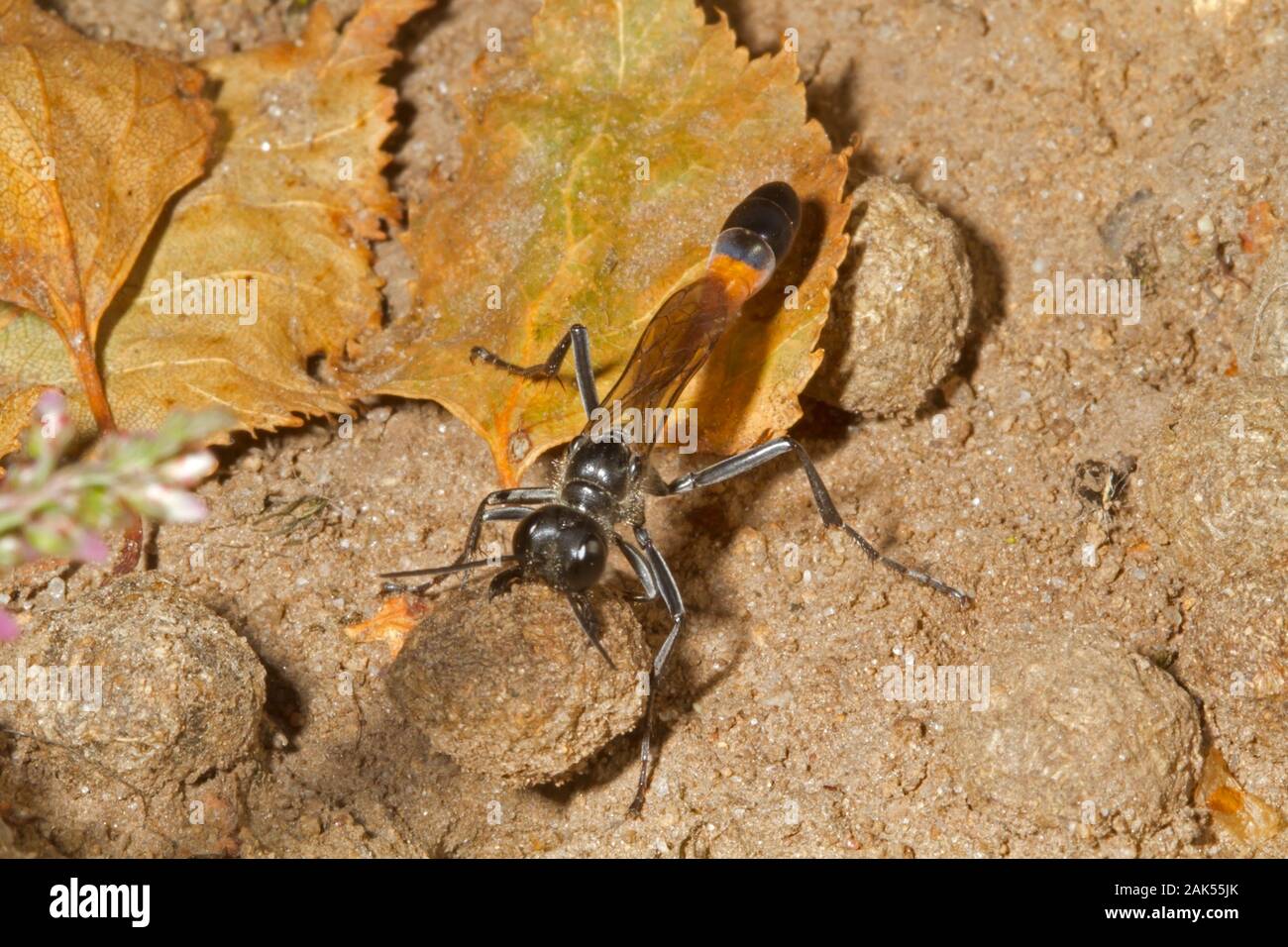 Red-banded Sand Wasp - Ammophila sabulosa Stock Photo