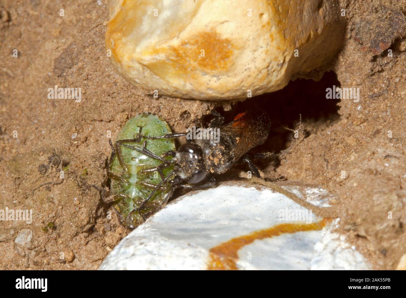 Astata boops - a species of solitary predatory wasp Stock Photo