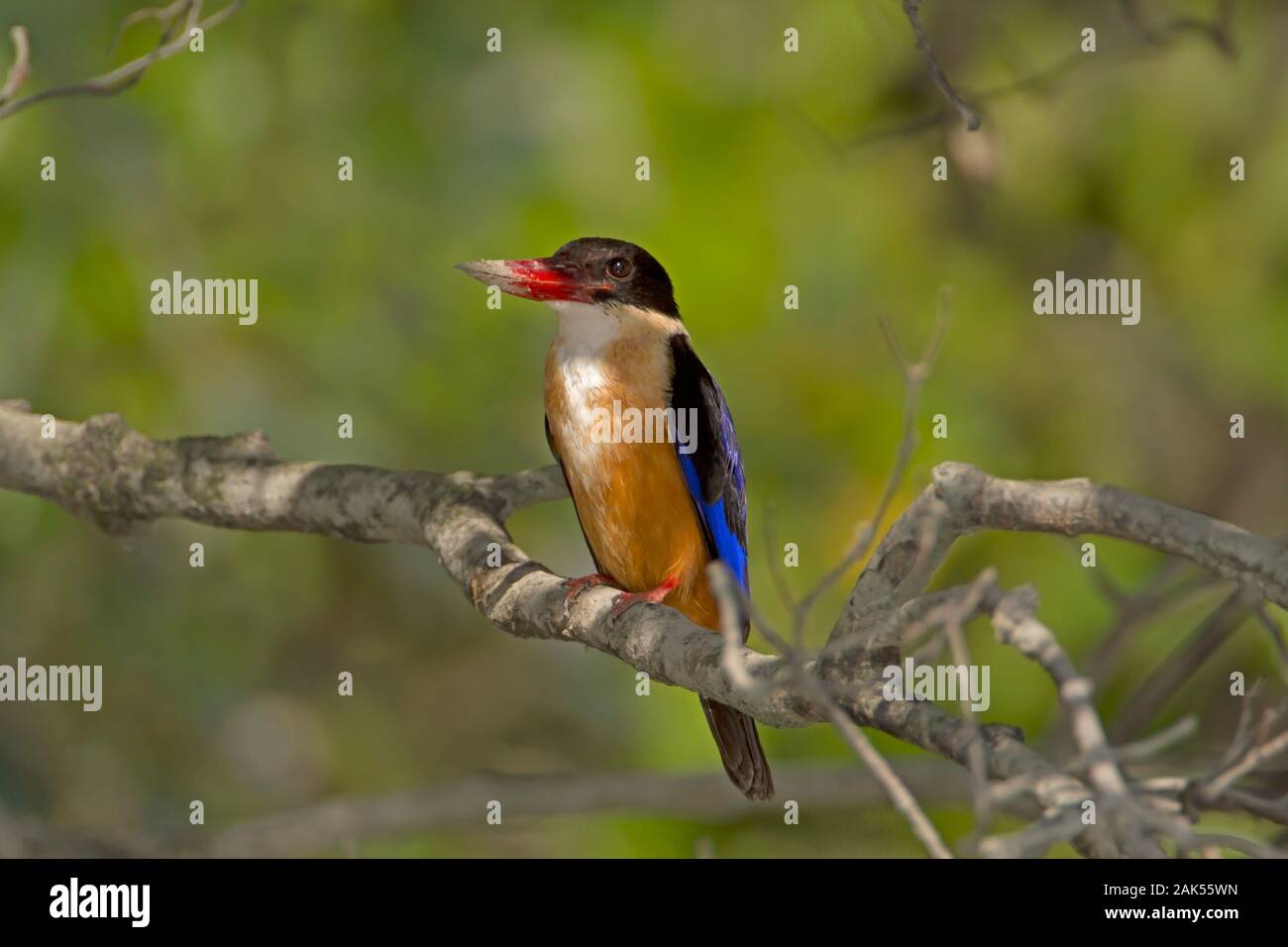 Black-capped Kingfisher - Halcyon pileata Stock Photo