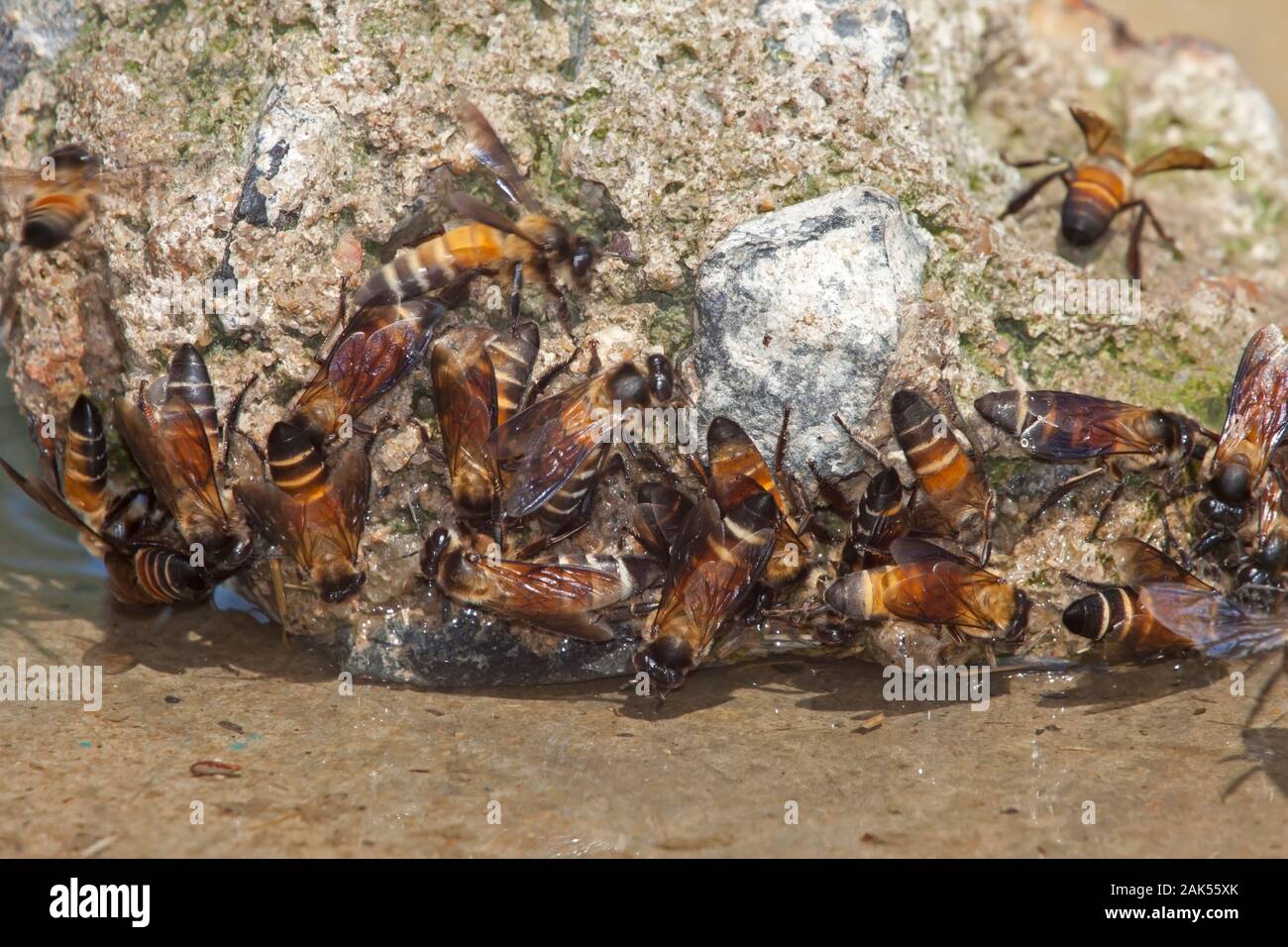 Asiatic Honey Bee - Apis cerana Stock Photo