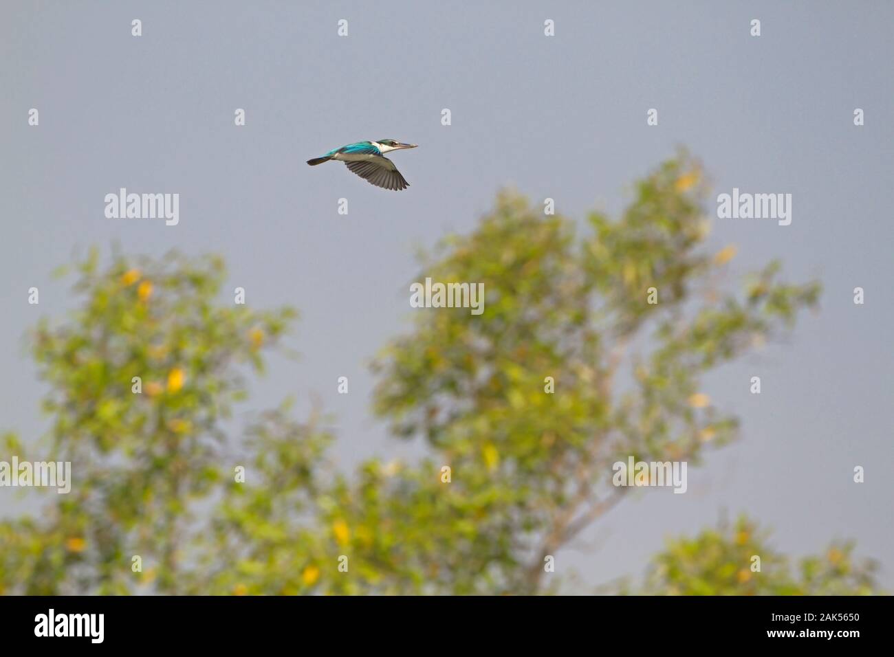 Collared Kingfisher - Todirhamphis chloris Stock Photo
