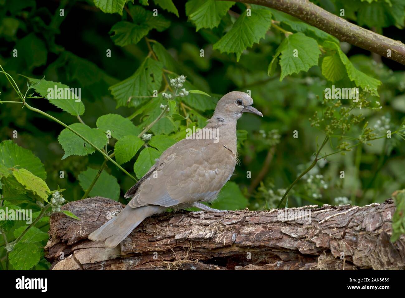 Collared Dove Streptopelia decaocto juvenile. L 32cm. Relatively