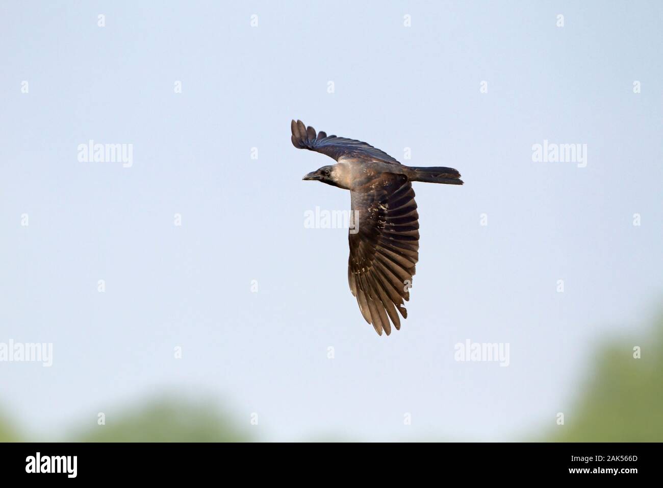 House Crow - Corvus splendens Stock Photo